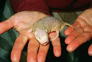 Handler: NAKED Mole-rat