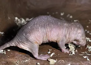 Heterocephalus: Naked Mole Rat