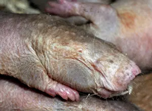 Heterocephalus: Naked Mole Rat