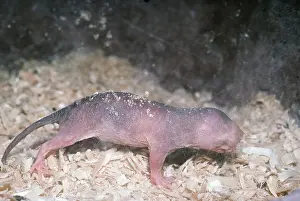 Ugly: NAKED Mole-rat