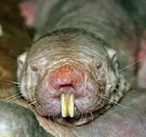 Pat Morris: Naked Mole Rat