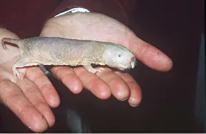Ugly: NAKED Mole-rat / SAND-PUPPY