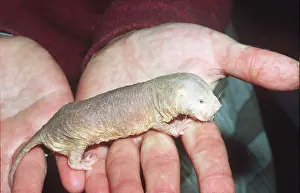 Rats: NAKED Mole-rat / SAND-PUPPY