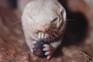 Heterocephalus: Naked Mole Rat underground