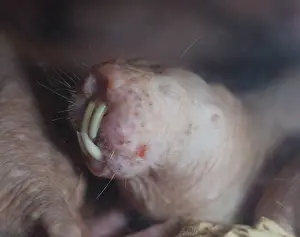 Ugly: Naked Mole Rat underground