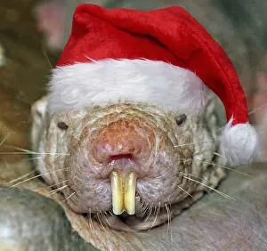 040718: Naked Mole Rat, wearing Christmas hat. Digital manipulation