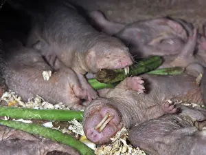 Heterocephalus: Naked Mole Rats - group asleep underground