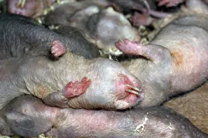 Heterocephalus: Naked Mole Rats - group asleep underground