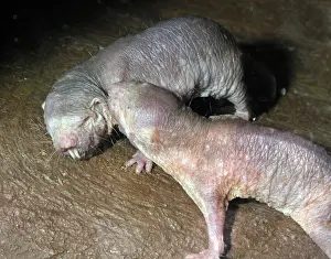 Interacting: Naked Mole Rats - interacting