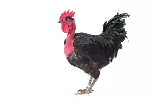 Wattles: Naked Neck Chicken Cockerel / Rooster