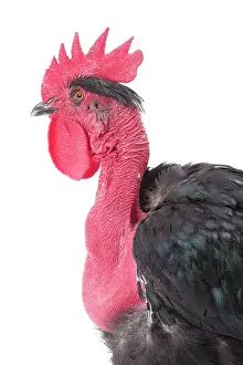 Wattles: Naked Neck Chicken Cockerel / Rooster