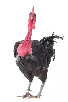 Wattles: Naked Neck Chicken Cockerel / Rooster