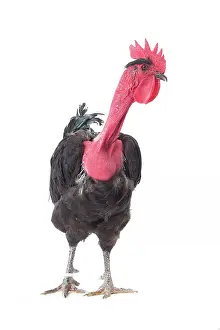 Wattles: Naked Neck Chicken Cockerel / Rooster