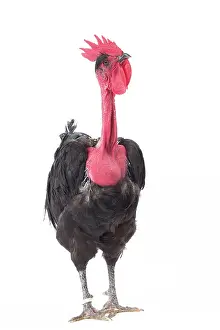 Wattles: Naked Neck Chicken Cockerel / Rooster