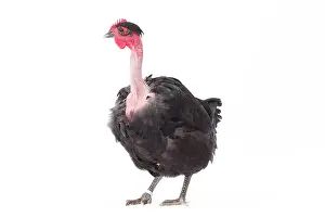 Naked: Naked Neck Chicken Hen