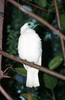 Bellbirds: Naked-throated / Bare-throated Bellbird