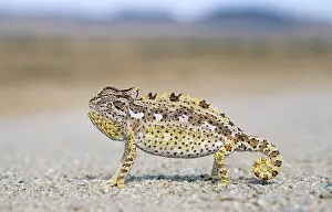 Chamaeleon: Namaqua Chamaeleon - threatening stance using inflated body