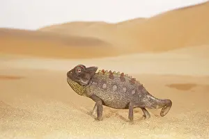 Michele Menegon: Namaqua Chameleon