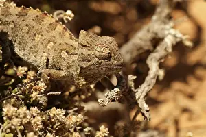 Namaqua: Namaqua chameleon