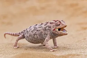 Color Photo: NAMAQUA CHAMELEON