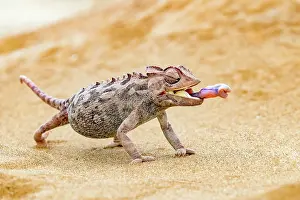 Color Photo: NAMAQUA CHAMELEON