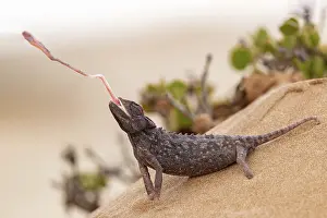 Color Photo: NAMAQUA CHAMELEON