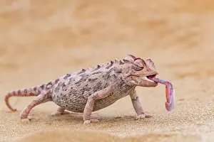 Color Photo: NAMAQUA CHAMELEON