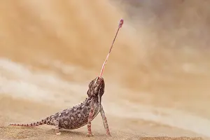 Color Photo: NAMAQUA CHAMELEON