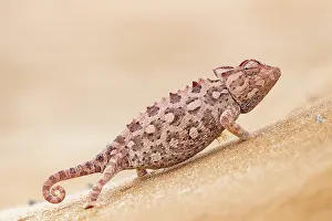 Color Photo: NAMAQUA CHAMELEON