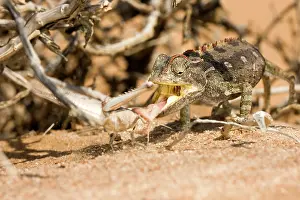 Namaqua: Namaqua Chameleon - In the act of catching a locust