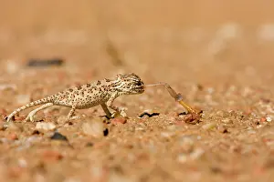 Namaqua: Namaqua Chameleon - Baby catching its prey