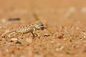 Namaqua: Namaqua Chameleon - Baby catching its prey