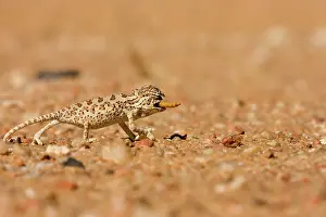 Namaqua: Namaqua Chameleon - Baby catching its prey