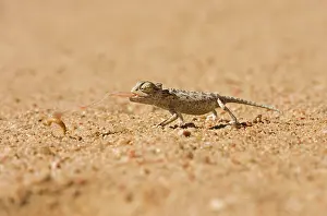 Namaqua: Namaqua Chameleon - Baby catching its prey-side profile