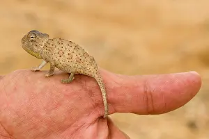Namaqua: Namaqua Chameleon - baby perched on a human thumb