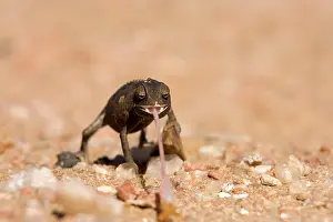 Namaqua: Namaqua Chameleon-Baby with tongue extended - black phase