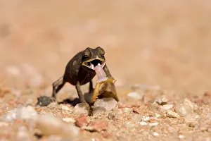 Grub: Namaqua Chameleon - Baby with tongue extended catching