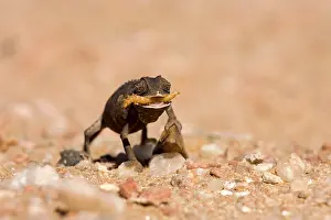 Grub: Namaqua Chameleon-Baby with tongue extended catching