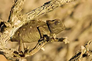 Namaqua: Namaqua Chameleon - Baby waiting for prey