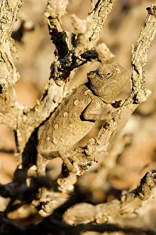 Namaqua: Namaqua Chameleon - Baby waiting for prey