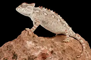 Namaqua: Namaqua chameleon (Chamaeleo namaquensis) on black