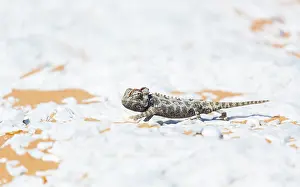 Namaqua: Namaqua chameleon (Chamaeleo namaquensis), Sand