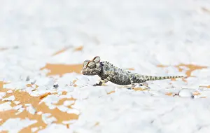 Namaqua: Namaqua chameleon (Chamaeleo namaquensis), Sand
