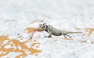 Namaqua: Namaqua chameleon (Chamaeleo namaquensis), Sand