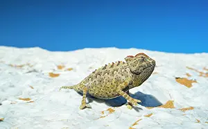 Namaqua: Namaqua chameleon (Chamaeleo namaquensis), Sand