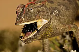 Namaquensis: Namaqua Chameleon - Close up - chewing a beetle