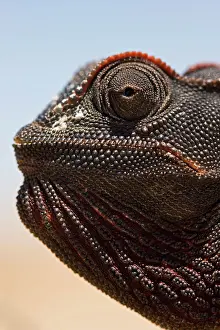 Visible: Namaqua Chameleon - Close up of its head with salt