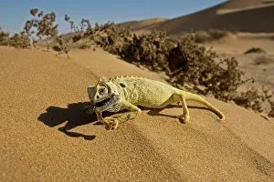 Namaqua: Namaqua Chameleon - Dead - Lying on dune sand with
