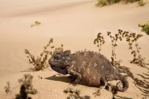 Namaqua: Namaqua Chameleon - Among dune scrub