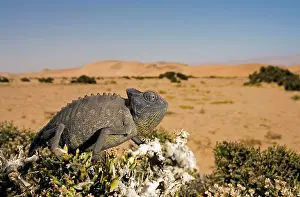 Namaquensis: Namaqua Chameleon with dunes/desert in the background